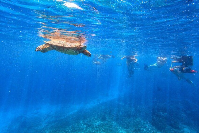 Waikiki: Small Group Turtle Canyon Snorkel Boat Tour 1