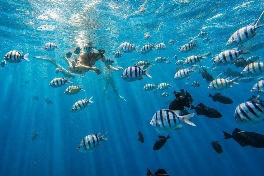 Waikiki: Small Group Turtle Canyon Snorkel Boat Tour 2