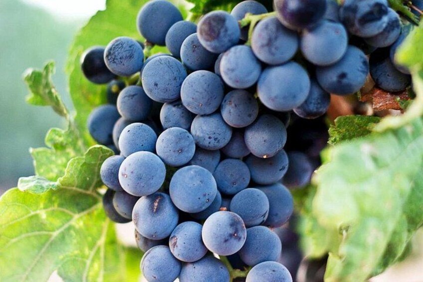 A cluster of dark purple grapes with green leaves in the background. 5