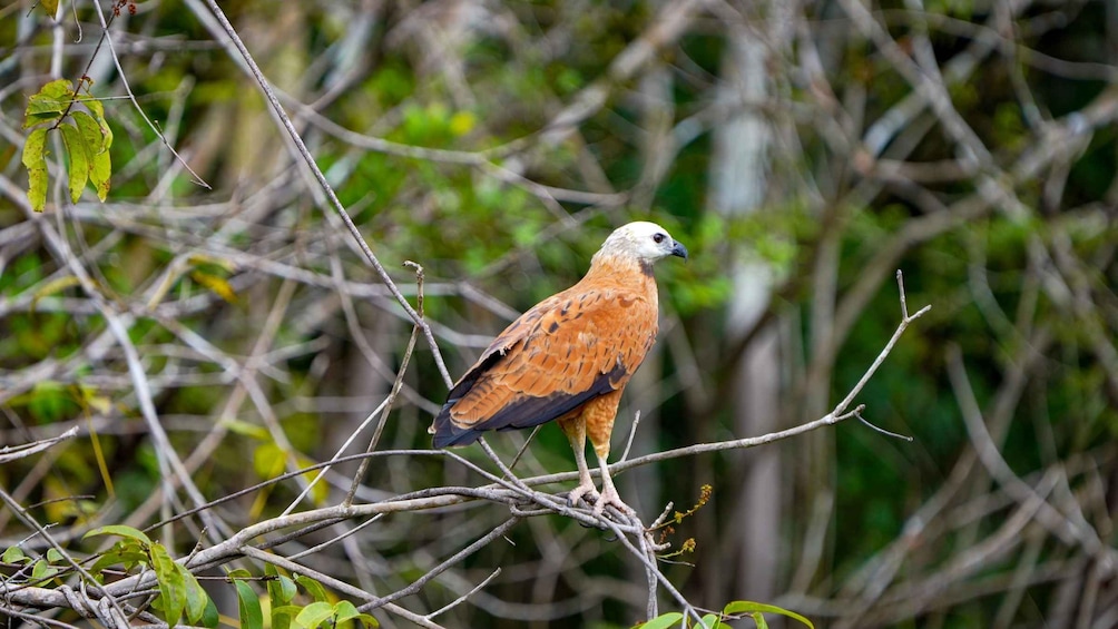A bird perched on a branch in a dense, green forest. 3