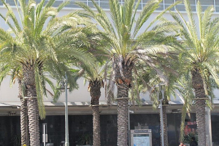 Palm trees in front of a building with a glass facade. 2