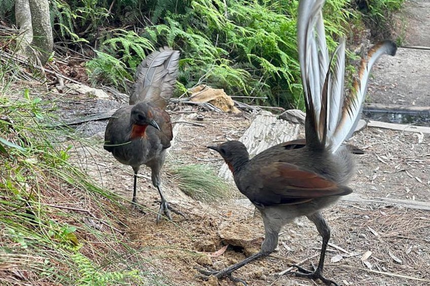 Two birds standing on a forest floor with green foliage in the background. 5