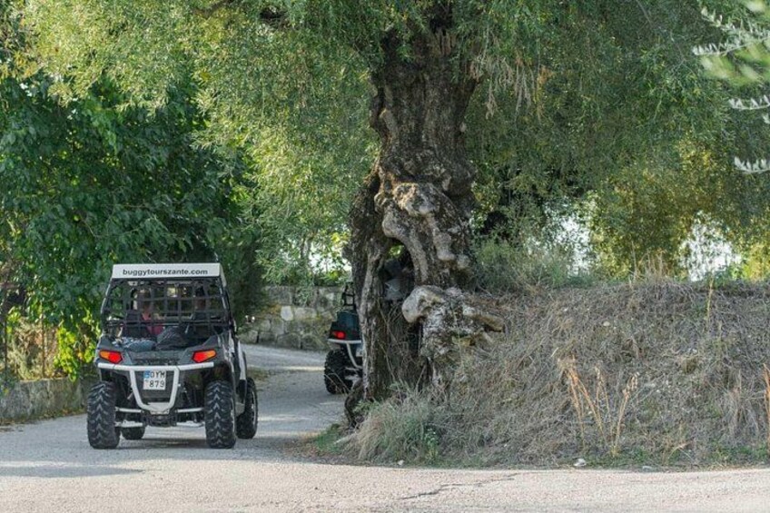 An off-road vehicle on a rural road with trees and a large tree trunk on the right. 4