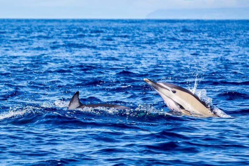 Dos delfines saltan fuera del océano. 1