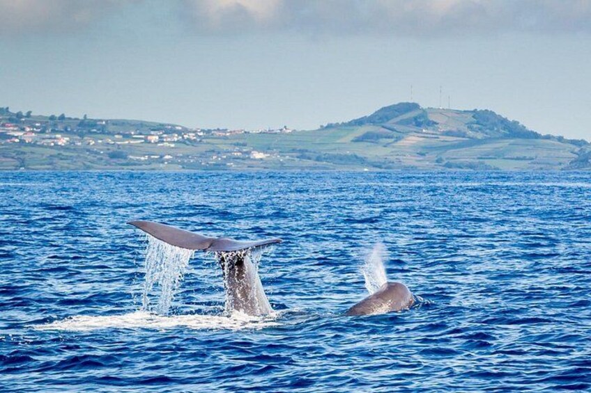 A whale breaching the ocean surface with a splash, a distant shoreline with buildings, and a hill in the background. 2