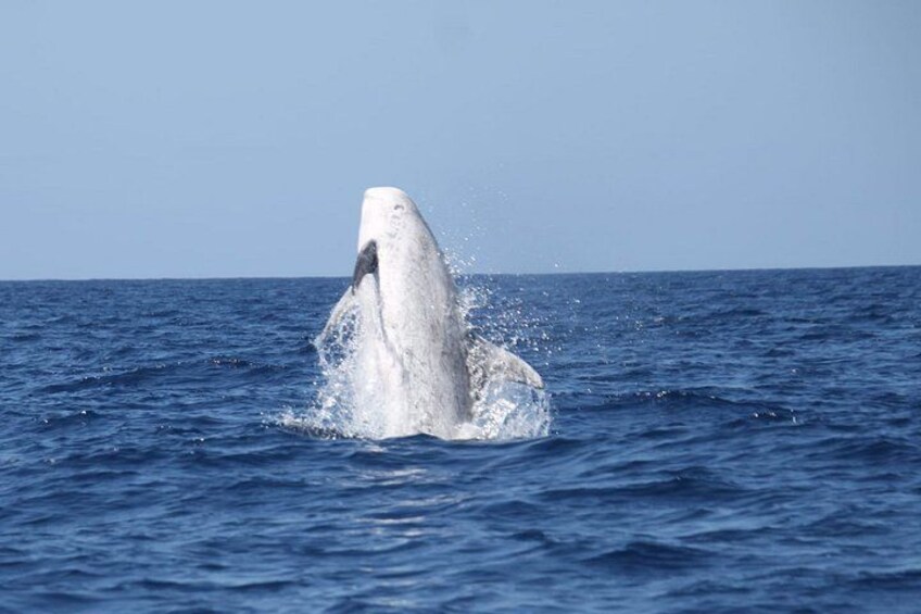 Watching whales and dolphins on Terceira Island 4