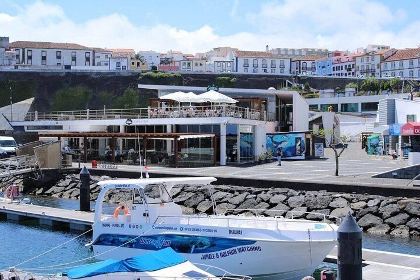 Watching whales and dolphins on Terceira Island 4