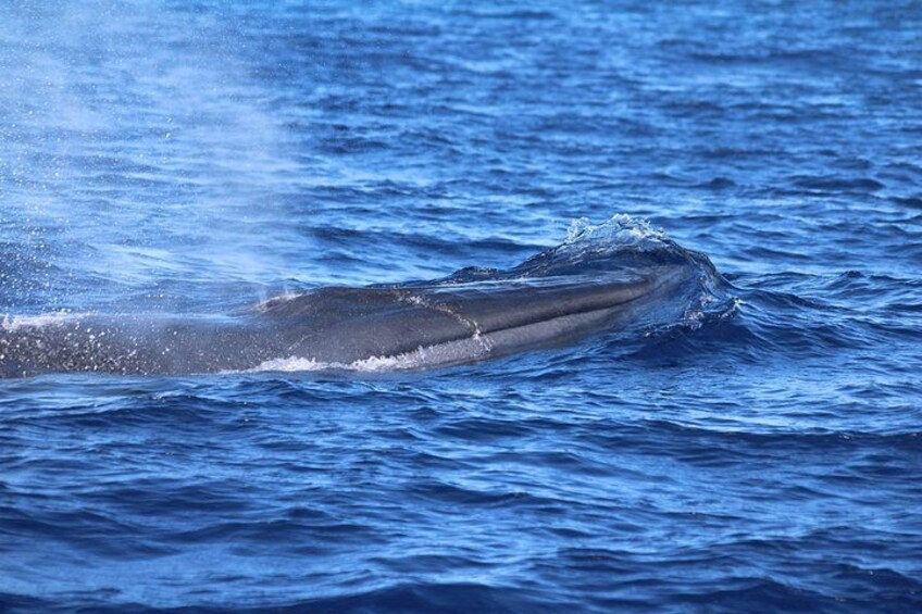 Watching whales and dolphins on Terceira Island 2
