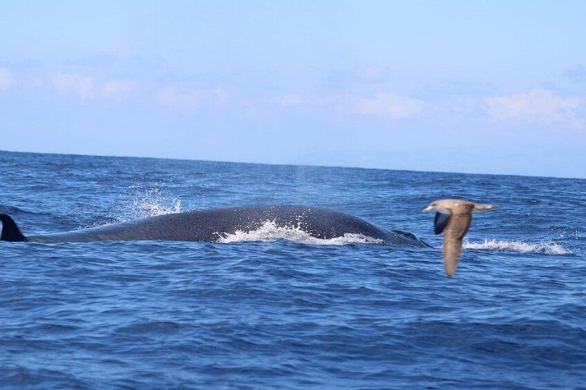 Watching whales and dolphins on Terceira Island 3