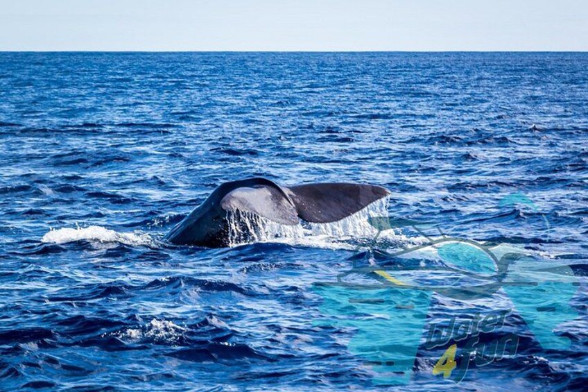 Watching whales and dolphins on Terceira Island 4