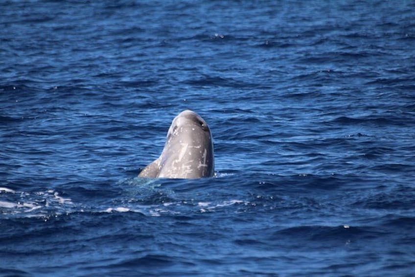 Watching whales and dolphins on Terceira Island 2