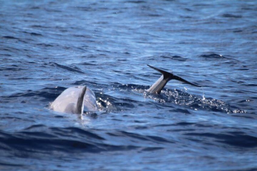Watching whales and dolphins on Terceira Island 2