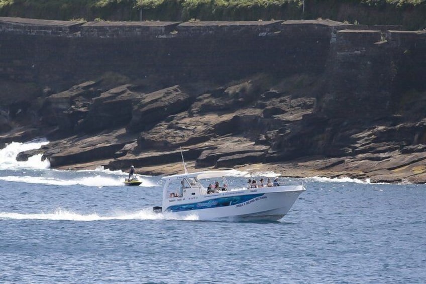 Watching whales and dolphins on Terceira Island 2