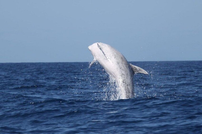 Watching whales and dolphins on Terceira Island 3