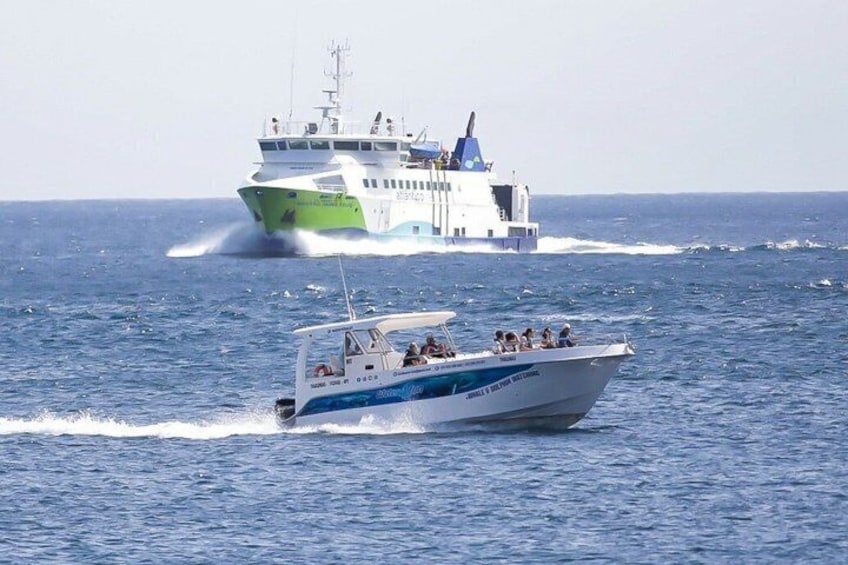 Watching whales and dolphins on Terceira Island 4