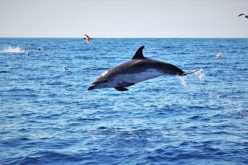 Watching whales and dolphins on Terceira Island 1