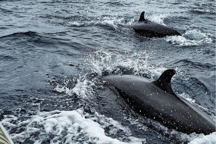 Watching whales and dolphins on Terceira Island 2