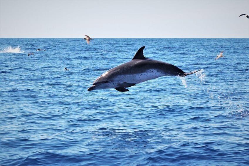 Watching whales and dolphins on Terceira Island 4