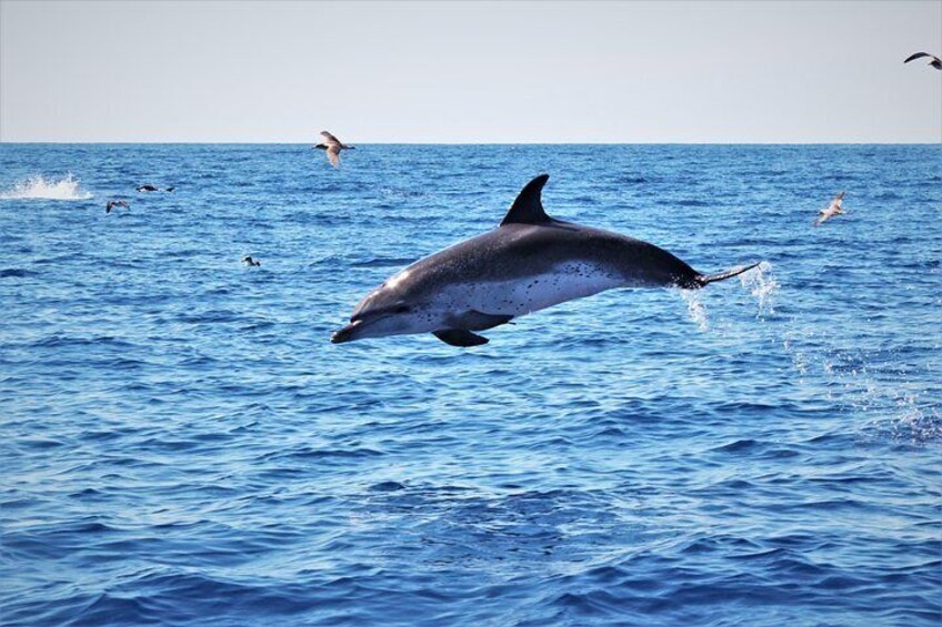 A dolphin leaping out of the ocean with birds flying nearby. 1