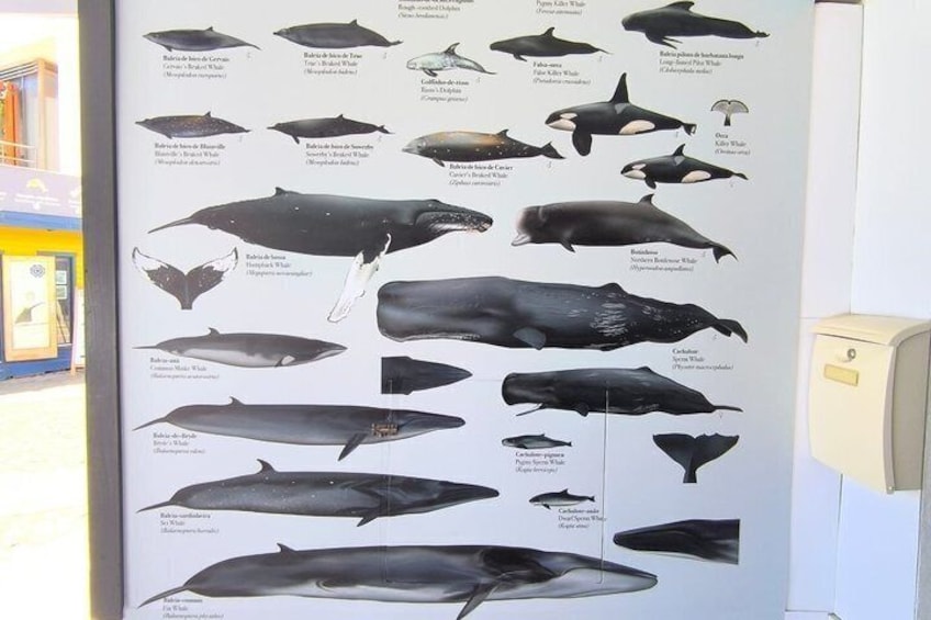 Watching whales and dolphins on Terceira Island 5