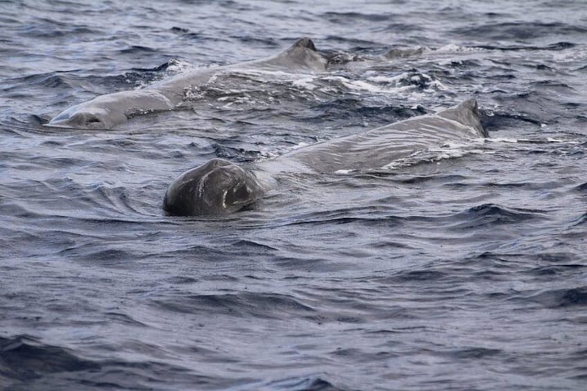 Watching whales and dolphins on Terceira Island 5