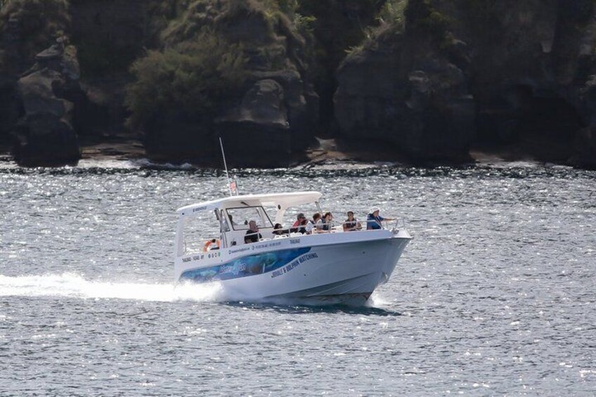 Watching whales and dolphins on Terceira Island 3