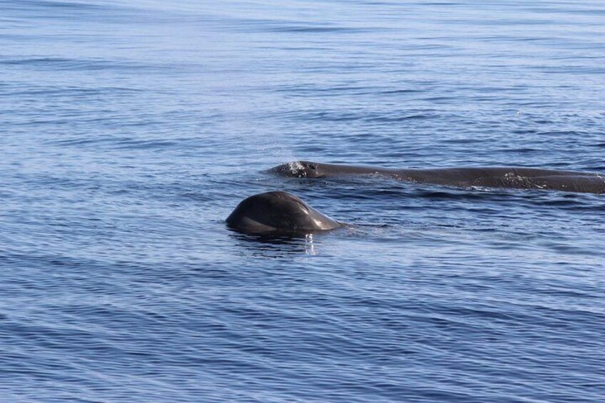 Watching whales and dolphins on Terceira Island 3