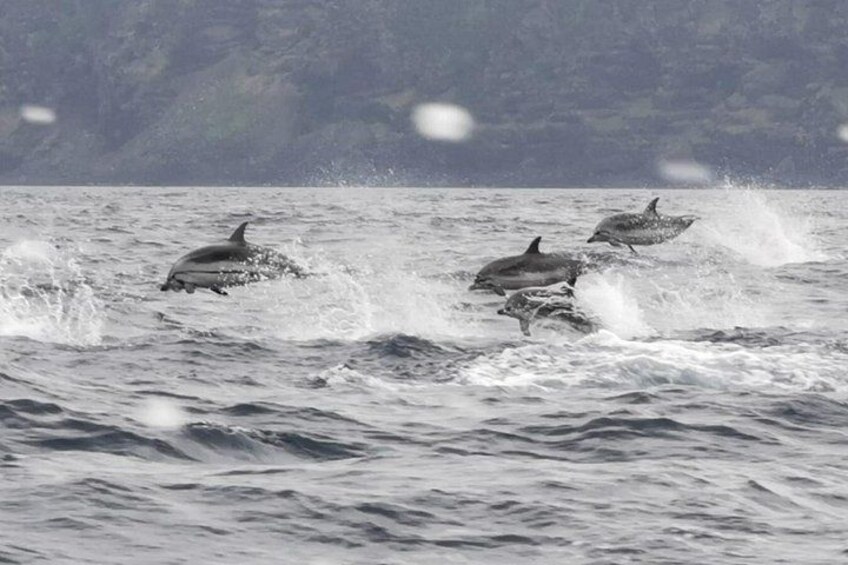 Watching whales and dolphins on Terceira Island 5