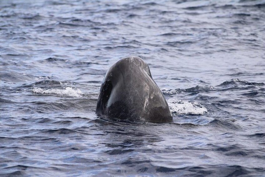 Watching whales and dolphins on Terceira Island 5