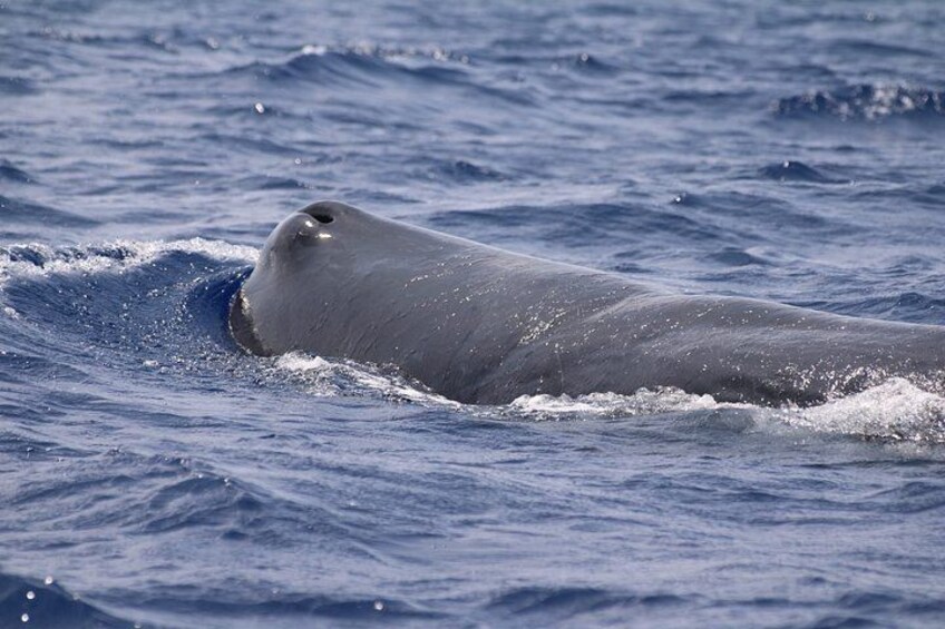 Watching whales and dolphins on Terceira Island 2