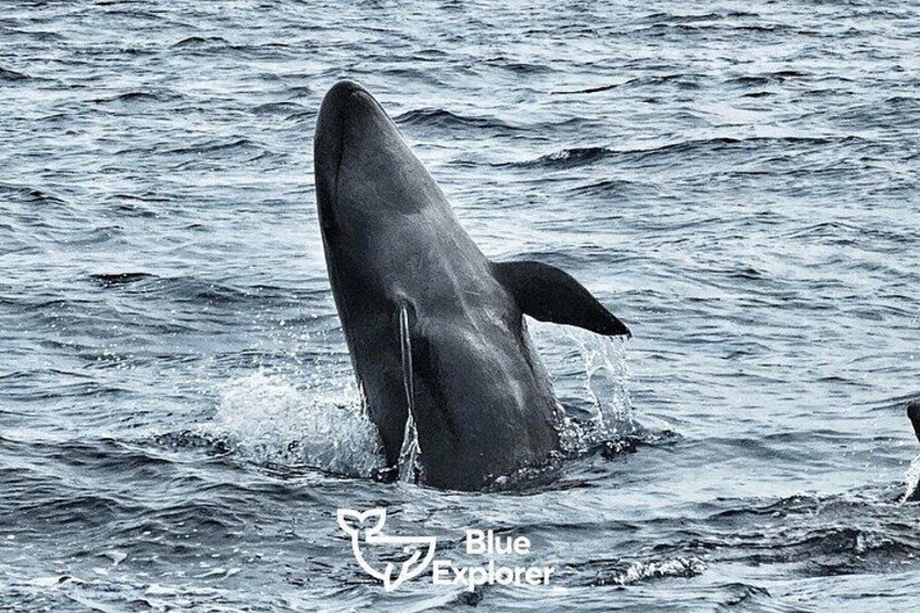 Watching whales and dolphins on Terceira Island 3