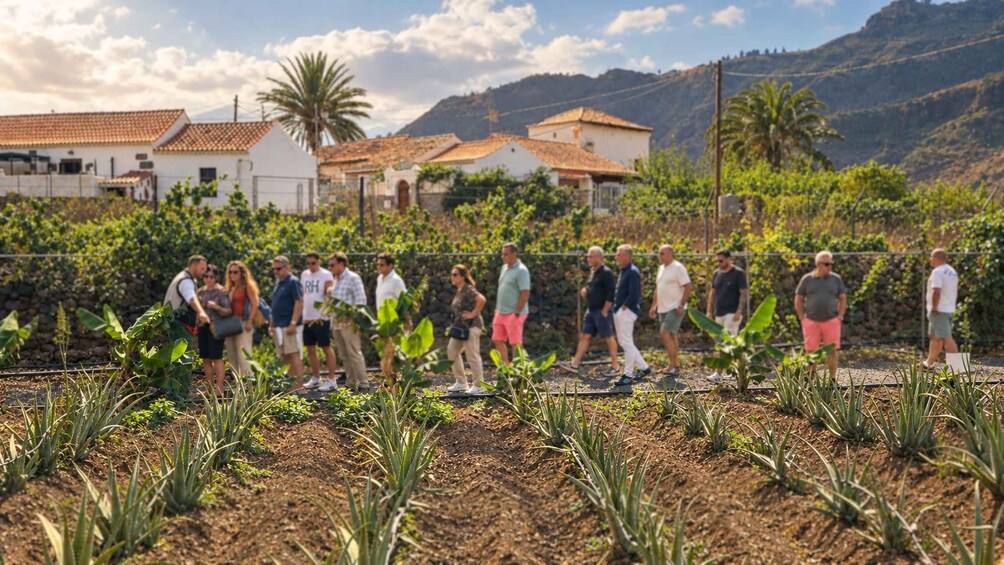 Un grupo de personas de pie en un jardín con hileras de plantas, rodeado de casas y colinas al fondo. 3