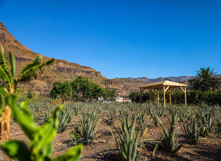 Paisaje desértico con un quiosco de madera, plantas de aloe vera y montañas al fondo. 2