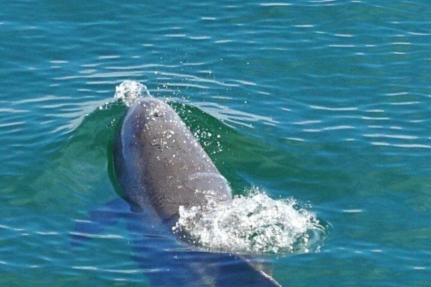 Pensacola Excursion: Dolphin Tour, Reef Snorkeling & Beach Stop 2