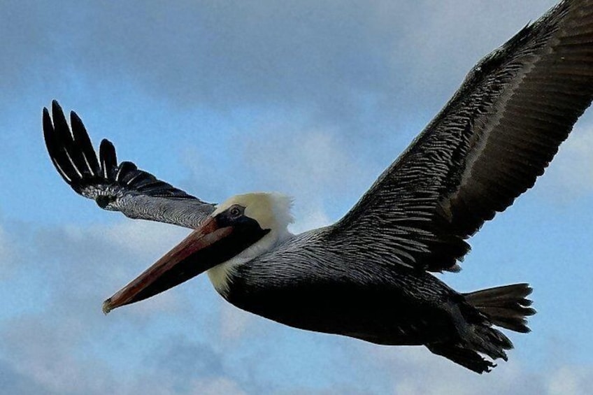 Pensacola Excursion: Dolphin Tour, Reef Snorkeling & Beach Stop 2