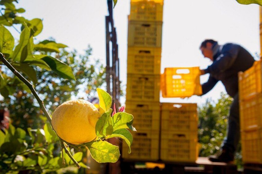 Un limone su un albero, con delle casse e una persona sullo sfondo. 3