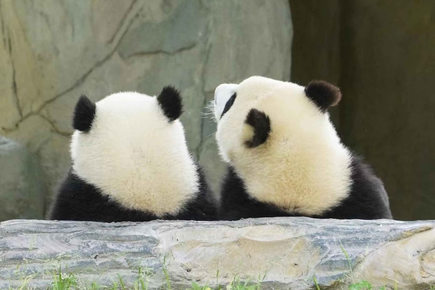 Two pandas sitting on a rock with a large tree in the background. 2