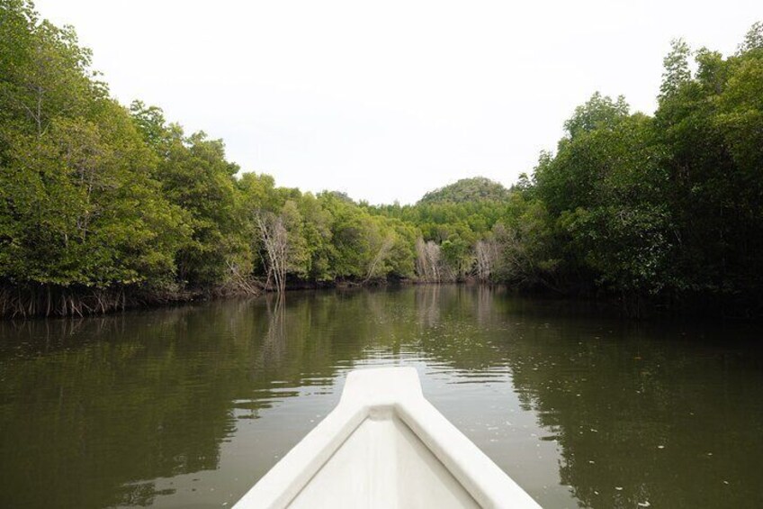 2 Hours Private Mangrove Tour