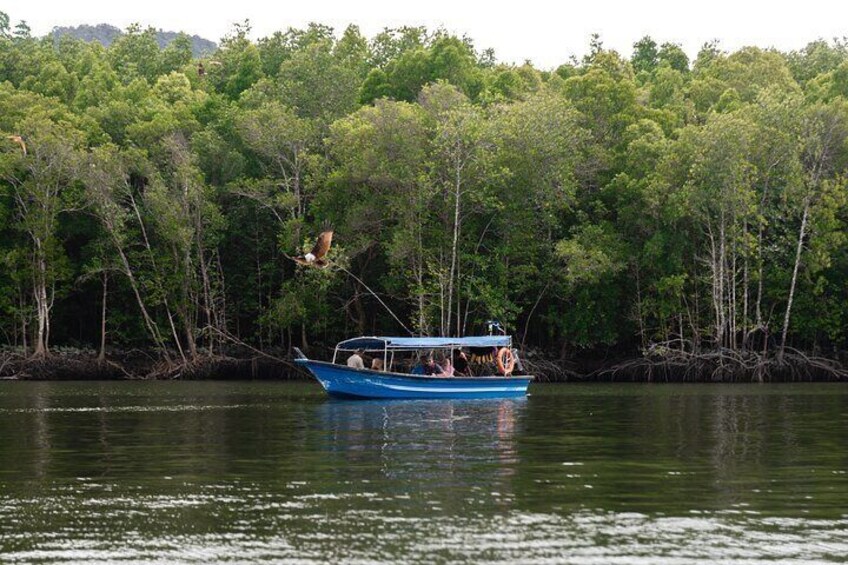 2 Hours Private Mangrove Tour