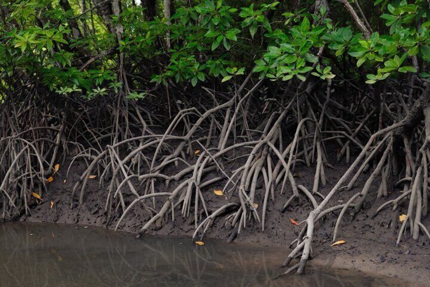 2 Hours Private Mangrove Tour