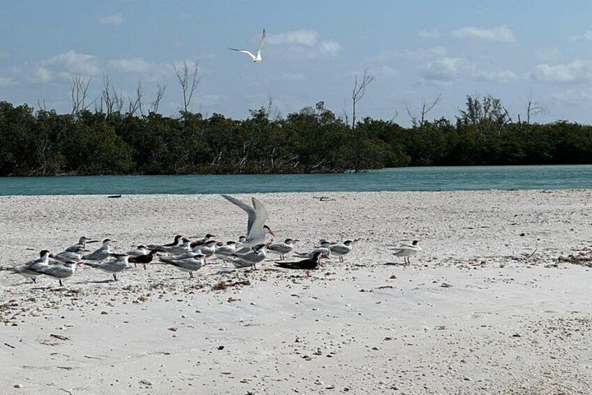 Une plage de sable blanc où l’on peut observer un groupe d’oiseaux, dont une mouette, sur le rivage. 2