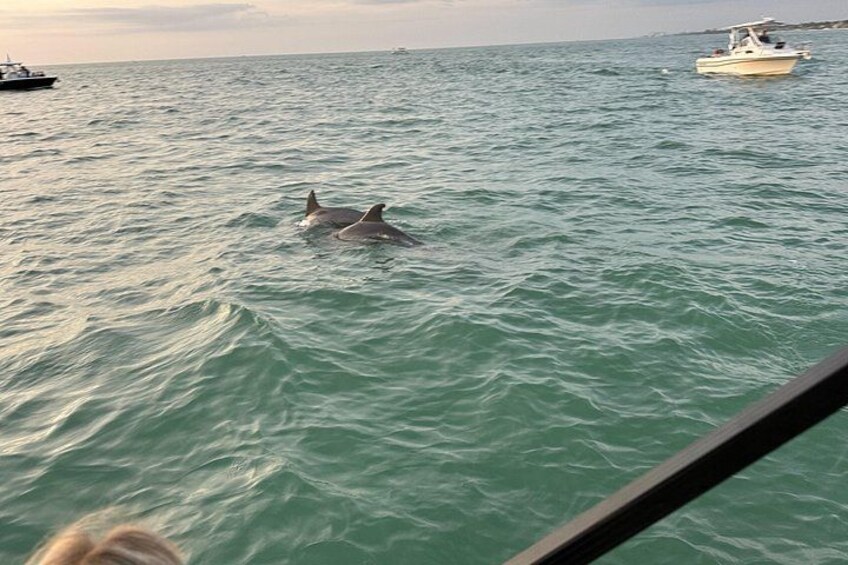 Des dauphins nageant dans l’océan, avec des bateaux en arrière-plan. 5