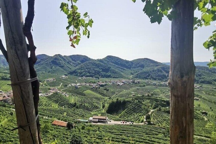 A vineyard with rows of grapevines, a building, and rolling hills in the background. 2
