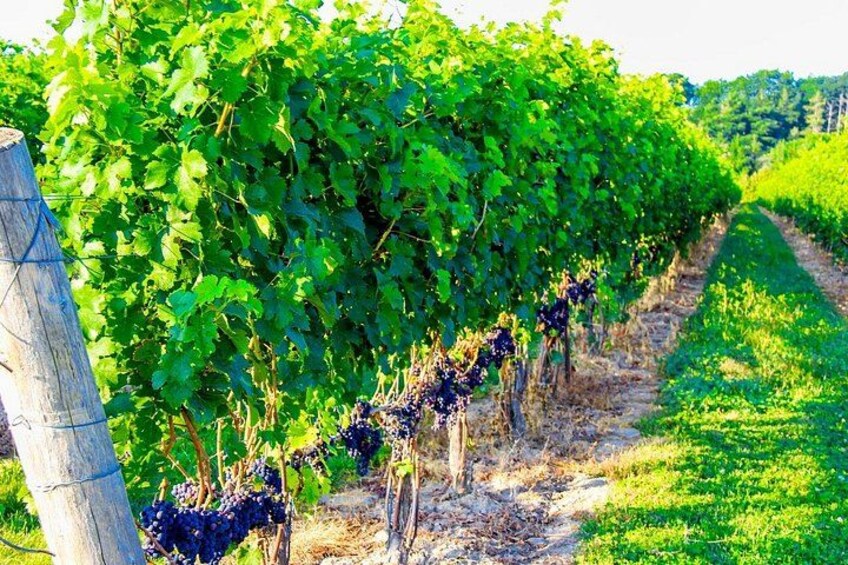 Half-Day Private Niagara-On-The-Lake Wine Tour from St.Catharines 1