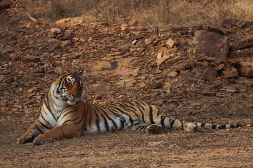 Ein Tiger liegt auf trockenem, felsigem Gelände mit vereinzelter Vegetation. 2