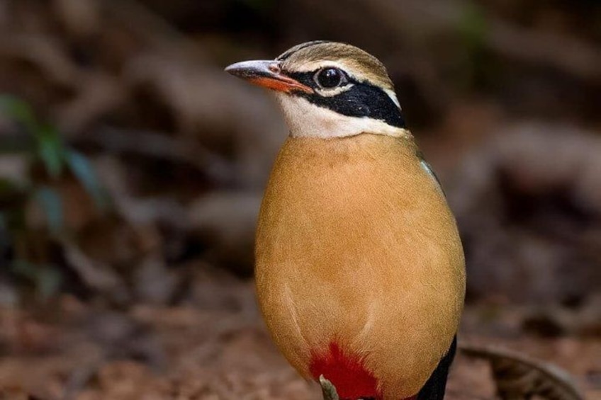 Ranthambore Safari Booking 5