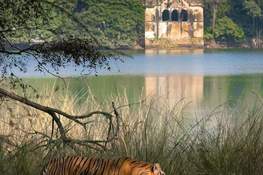 Ranthambore Safari Booking 3