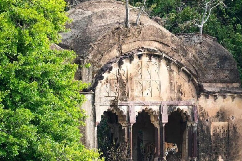 Ranthambore Safari Booking 2