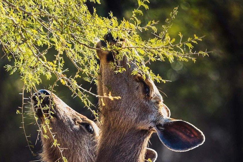 Zwei Hirsche mit Geweihen, einer frisst Blätter von einem Baum. 3