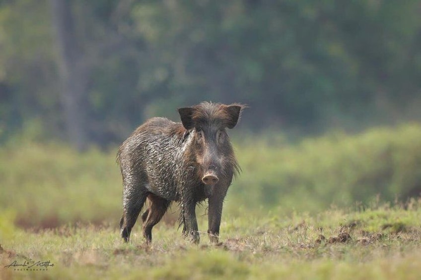 Ranthambore Safari Booking 4